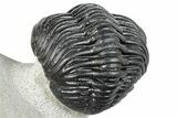 Curled Pedinopariops Trilobite - Mrakib, Morocco #287669-4